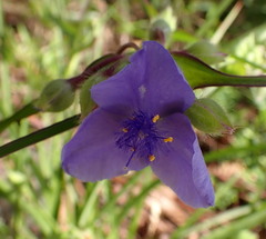 Tradescantia ohiensis