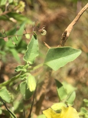Physalis crassifolia