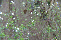 Spiraea prunifolia