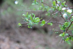 Spiraea prunifolia
