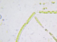 Klebsormidium