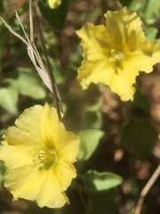Physalis crassifolia