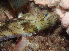 Notolabrus parilus
