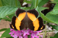 Yoma sabina