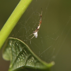 Argyrodes antipodianus