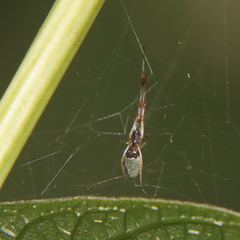 Argyrodes antipodianus