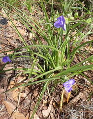 Tradescantia ohiensis