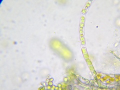 Klebsormidium