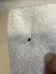 Cimex lectularius