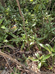 Callisia fragrans