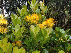 Gaiadendron punctatum