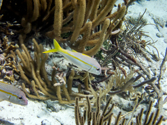 Mulloidichthys martinicus