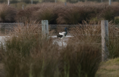 Ephippiorhynchus asiaticus