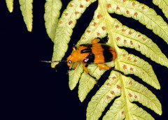 Stethopachys formosa