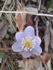 Hepatica acutiloba