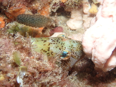Notolabrus parilus