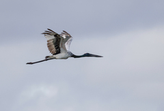 Ephippiorhynchus asiaticus