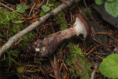 Armillaria cepistipes