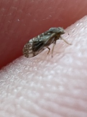 Pachypsylla celtidisvesicula