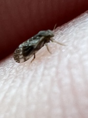 Pachypsylla celtidisvesicula