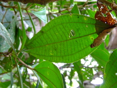 Miconia duckei