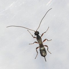 Doryctinae