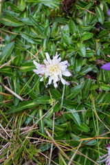Hypochaeris sessiliflora