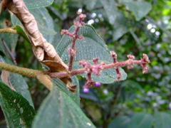 Miconia duckei