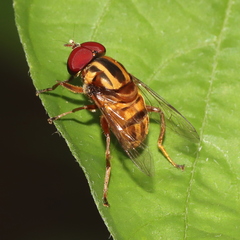 Eristalini