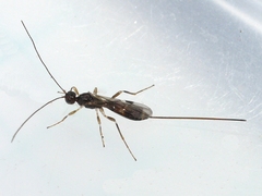 Doryctinae