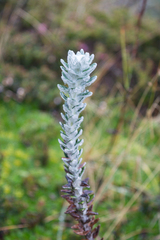 Lasiocephalus ovatus