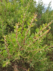 Acacia brachybotrya