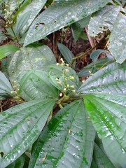 Miconia duckei