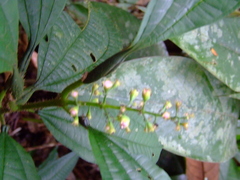 Miconia duckei