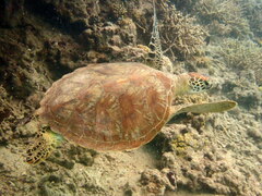 Chelonia mydas