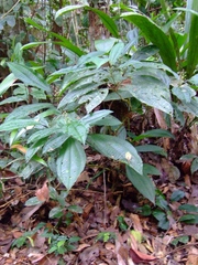 Miconia duckei