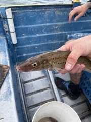 Sillaginodes punctatus