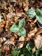 Trillium cuneatum