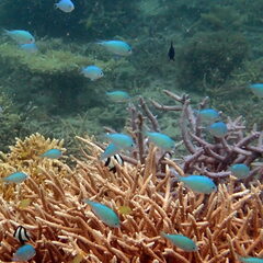 Chromis viridis
