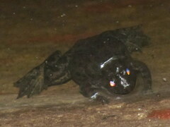 Euphlyctis cyanophlyctis