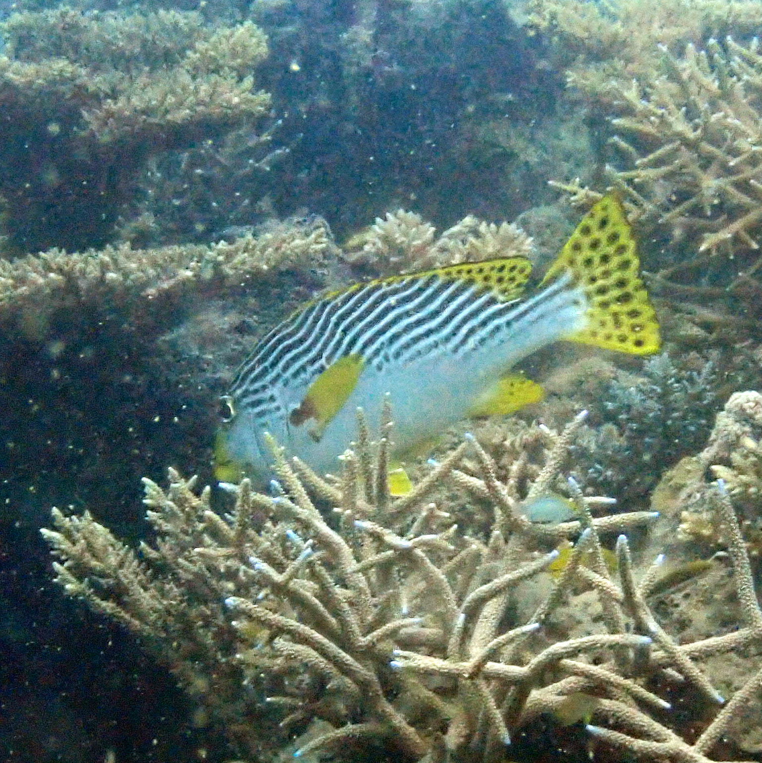 Plectorhinchus lineatus (Linnaeus, 1758)