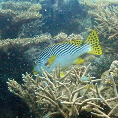 Plectorhinchus lineatus