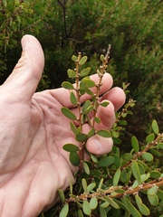 Acacia brachybotrya