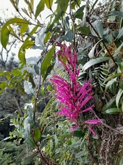 Siphocampylus retrorsus