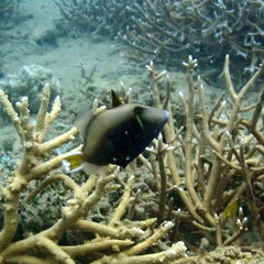 Sufflamen chrysopterum