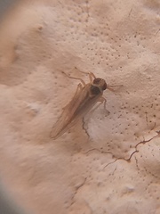 Chionomus havanae