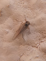 Chionomus havanae