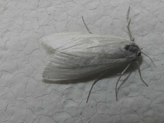 Tipanaea