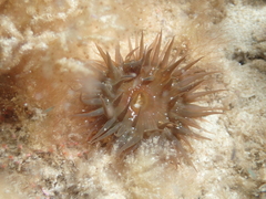 Isanemonia australis