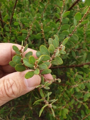 Acacia brachybotrya